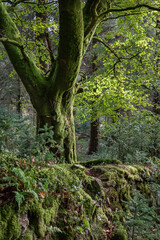 Exmoor landscape