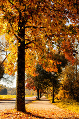 Beautiful autumn path with many golden leaf trees in the park warmly illuminated by the sun. Autumn landscape