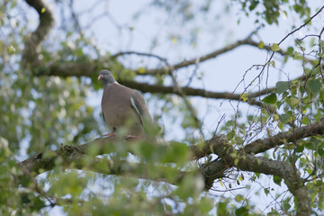 Wild wood pigeon sat on birch tree branch amongst green leaves