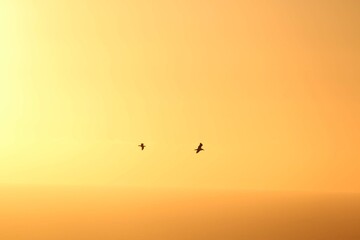 Vögel vor Orangenem Hintergrund bei Sonnenuntergang