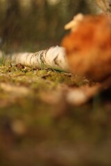 Baumstamm auf Waldboden Macro