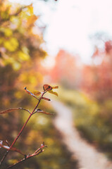 Close up of colourful autumn leaves in the forest path with a blurred background for copy space