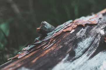 Close up of a wood log colourful texture 