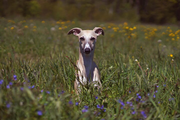 Cute fawn and white Whippet dog lying down in a meadow with a green grass and flowers in summer