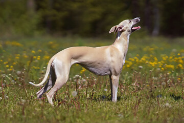 Fawn and white Whippet dog standing in a meadow with a green grass and flowers in summer