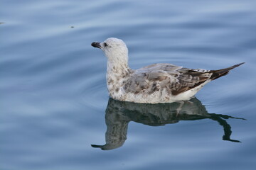 seagull on the water