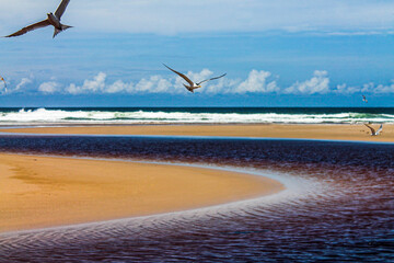 seagulls on the beach
