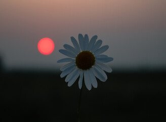 daisy against sky