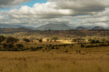 Landscape in Australia with kangaroos and wallaby, Tidbinbilla Nature Reserve, fringe of Namadgi...