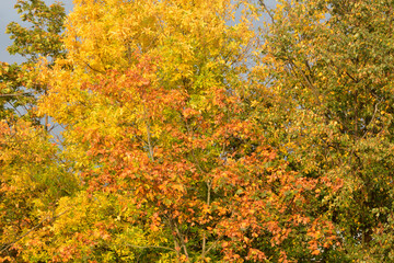 Colorful foliage of trees at sunny autumn day.