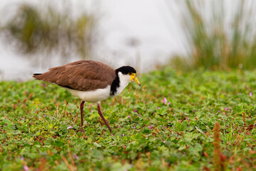 Vanellus miles - Masked Lapwing, wader from Australia and New Zealand. White, brown and yellow water bird