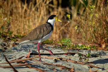 Vanellus miles - Masked Lapwing, wader from Australia and New Zealand. White, brown and yellow water bird