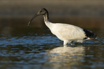 Australian Ibis  - Threskiornis moluccus black and white ibis from Australia looking for crabs during low tide