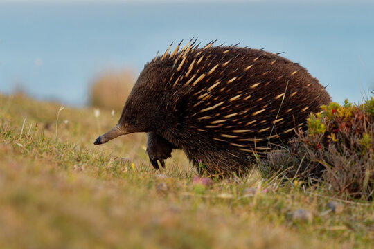 Tachyglossus aculeatus - Short-beaked Echidna in the Australian bush, known as spiny anteaters, family Tachyglossidae in the monotreme order of egg-laying mammals, Tasmania, Australia