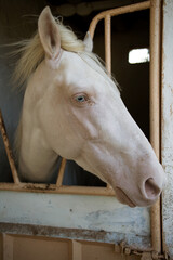 white horse albino with blue eyes, head close-up
