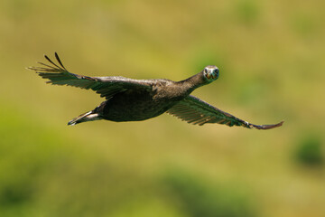 Bronze Shag (Phalacrocorax chalconotus), also Stewart Island Shag or Stewart Shag, species of shag endemic to the South Island of New Zealand, Stewart Island - Rakiura
