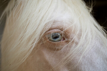 white horse with blue eyes albino, eye close-up