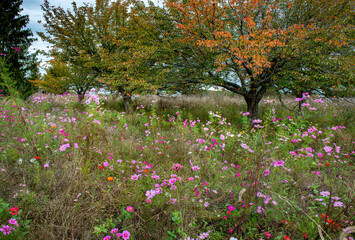 Obraz premium Field of cosmos and other flowers in central Virginia in autumn.