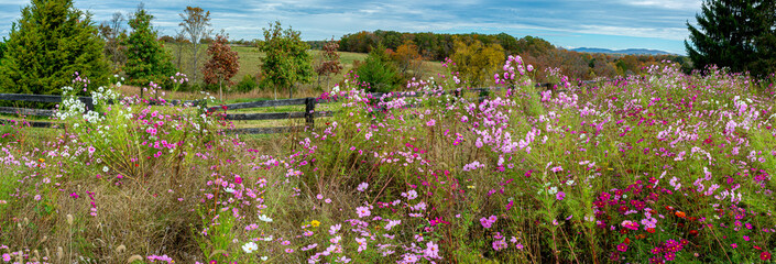 Field of cosmos and other flowers in central Virginia in autumn.