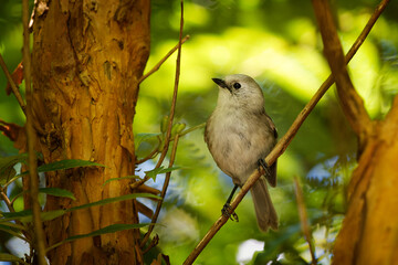 Whitehead - Mohoua albicilla - popokatea small bird from New Zealand, white head and grey body,  passerine bird endemic to New Zealand,  classified in the family Mohouidae, maori messenger of gods