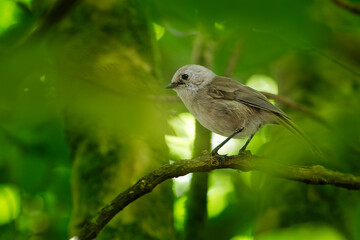 Whitehead - Mohoua albicilla - popokatea small bird from New Zealand, white head and grey body,  passerine bird endemic to New Zealand,  classified in the family Mohouidae, maori messenger of gods