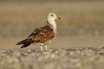 Southern black-backed gull - Larus dominicanus - karoro in maori, also known as Kelp Gull or Dominican or Cape Gull, breeds on coasts and islands through much of the southern hemisphere