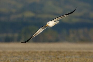 Southern black-backed gull - Larus dominicanus - karoro in maori, also known as Kelp Gull or Dominican or Cape Gull, breeds on coasts and islands through much of the southern hemisphere