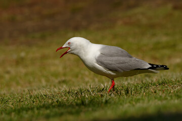 Red-billed Gull - Chroicocephalus scopulinus also Mackerel or Dolphin Gull, native of New Zealand, Maori name of this species is Tarapunga or Akiaki. White and grey bird with red beak and leggs