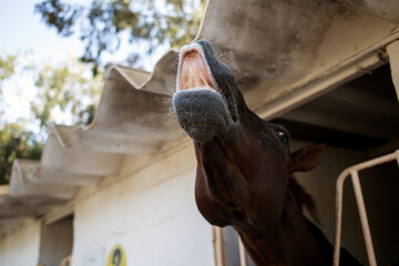 the horse lifts its head up and shows its teeth