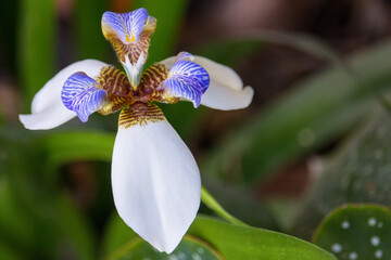 Iris Caminante - Neomarica Candida (lirio Misionero) -  flower in a garden -top