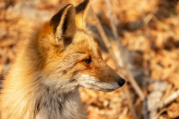 A fox among dry autumn grass at Cape Tobizin on Russian Island in Vladivostok.