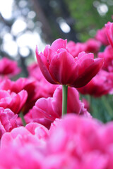 Fototapeta premium pink rose bushspring flowers. floral background. spring background. tulips. primroses. spring and easter. summer flowers. flowers in the park..