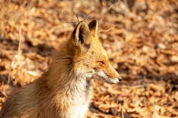 A fox among dry autumn grass at Cape Tobizin on Russian Island in Vladivostok.