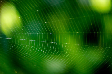 Naklejka premium An empty spider web on a blurred green background
