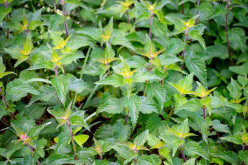 Close shot of a field full of nettles