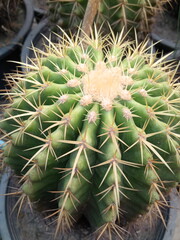 Closeup of green and yellow cactus.