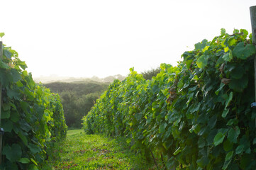 White grape plants from a vineyard of Cantabria