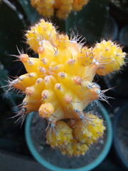 Beautiful yellow cactus in the pot.Gymnocalycium mihanovichii cactus.