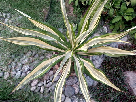 Small plant in pot. Yucca flaccida 'Golden Sword' (Flaccid leaf yucca)