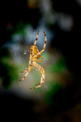 Close shot of a spider on its web