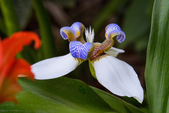 Iris Caminante - Neomarica Candida (lirio Misionero) -  flowers in a garden -