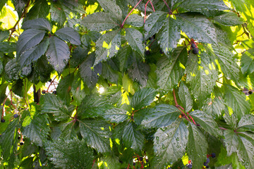 Green fresh leaves of decorative wild garden grape on house metal fence landscape design green ecological city life concept 