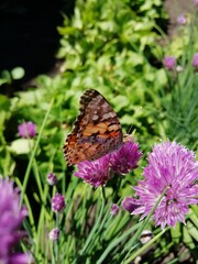 Butterfly on flower
