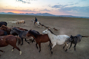 Fototapeta na wymiar Wild horses and cowboys in the dust at sunset