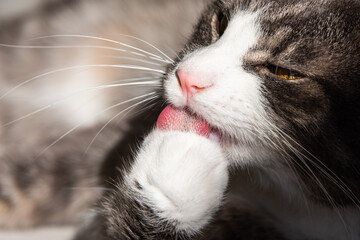 Funny striped cat licking paw close up