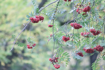 wild berries