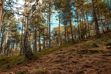 Beautiful forest landscape