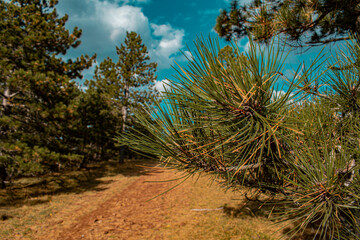 pine tree in the forest