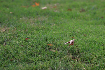 Dry leaf of a tree on a background of a green lawn