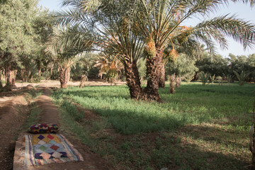 traditional carpet in the date palm garden